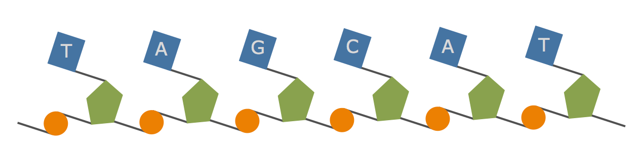 DNA Chain