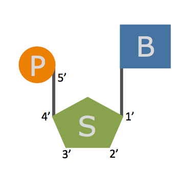 Nucleotide